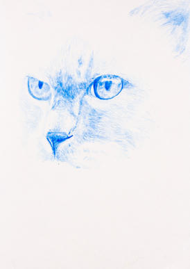 Katt 1/