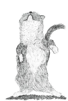 Katt - maestro 1/