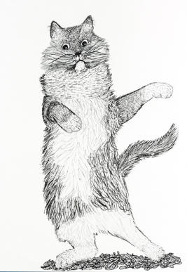 Katt - maestro 3/
